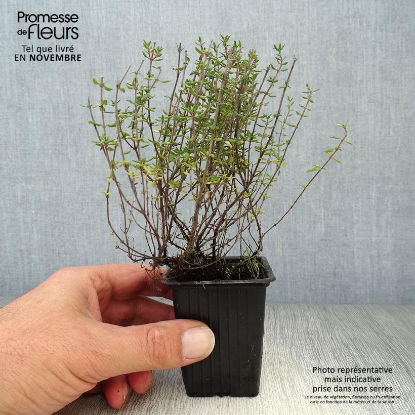 Exemplaar van Echte tijm - Thymus vulgaris Kweekpotje van 7/8 cm zoals geleverd in de herfst
