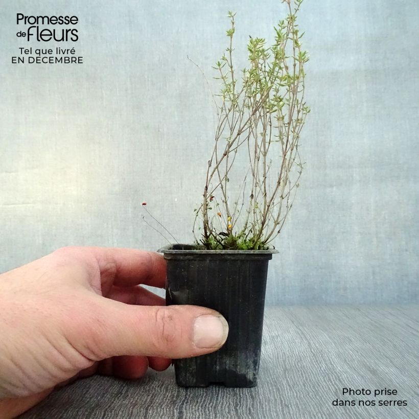 Exemplaar van Echte tijm - Thymus vulgaris Kweekpotje van 7/8 cm zoals geleverd in de winter