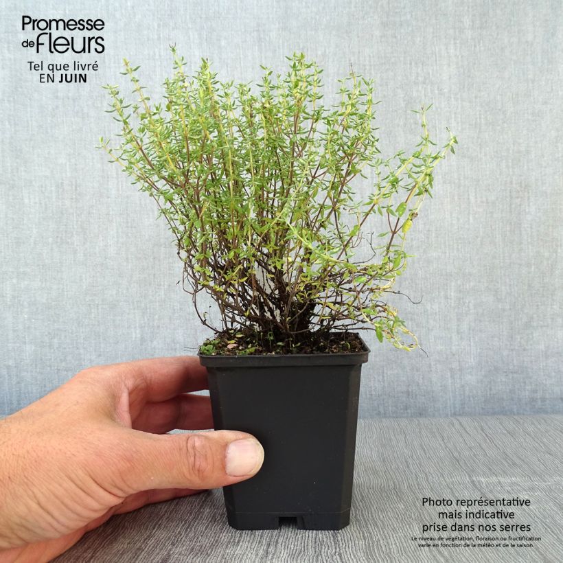 Exemplaar van Echte tijm Compactus - Thymus vulgaris Kweekpotje van 8/9 cm zoals geleverd in de zomer