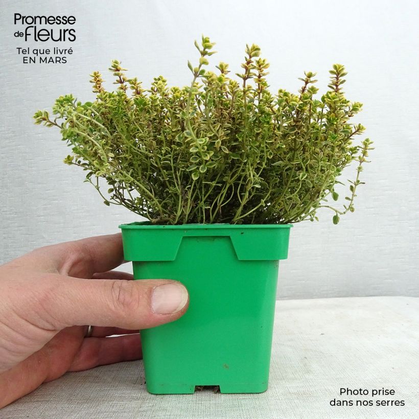 Exemplaar van Tijm Gold (jonge planten) - Thymus vulgaris Pot van 10 cm/11 cm zoals geleverd in de lente