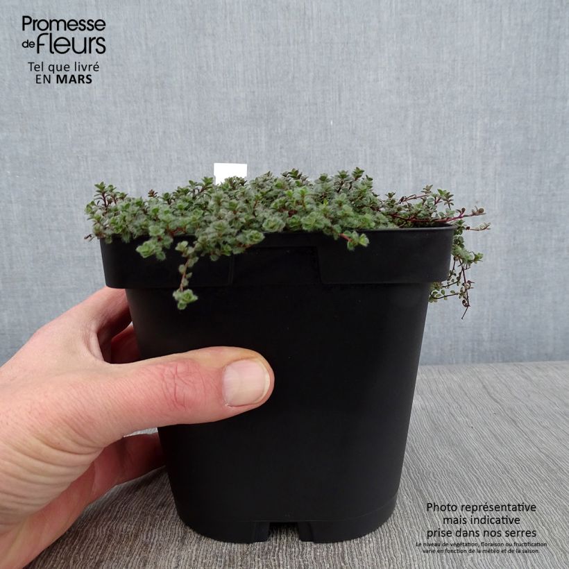 Example of Thym laineux - Thymus pseudolanuginosus Pot van 2 l/3 l as you get in hiver