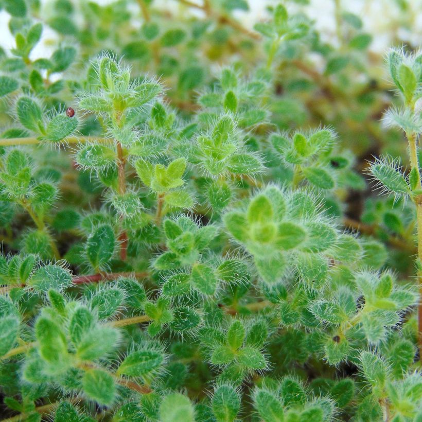 Thymus pseudolanuginosus - Woltijm (Foliage)