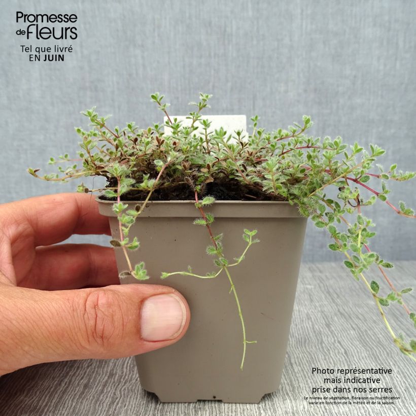 Exemplaar van Thymus pseudolanuginosus - Woltijm Kweekpotje van 8/9 cm zoals geleverd in de zomer