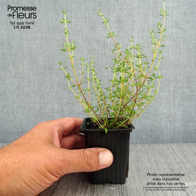 Exemplaar van Sinaasappeltijm Fragrantissimus (jonge planten) - Thymus vulgaris Kweekpotje van 7/8 cm zoals geleverd in de zomer