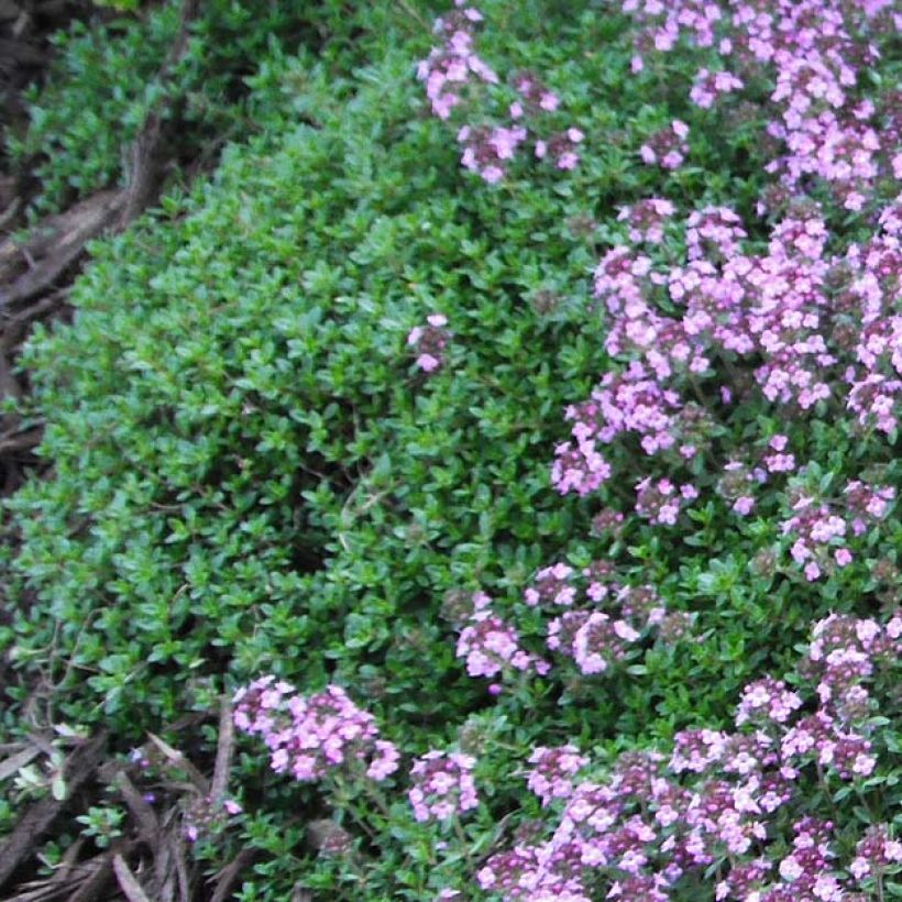 Thymus praecox Coccineus - Kruiptijm (Foliage)