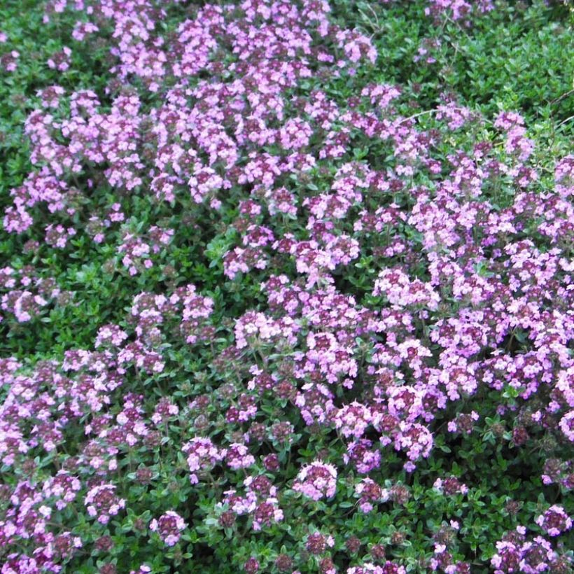 Thymus praecox Coccineus - Kruiptijm (Flowering)