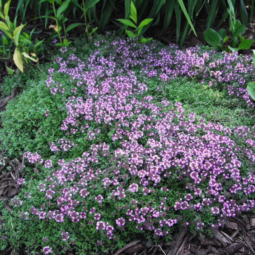 Thymus praecox Coccineus - Kruiptijm (Plant habit)