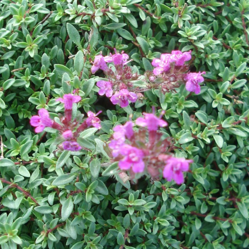 Thymus praecox Purple Beauty - Kruiptijm (Flowering)