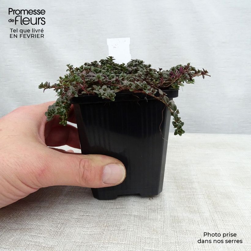 Example of Thymus praecox Purple Beauty - Kruiptijm Kweekpotje van 8/9 cm as you get in hiver