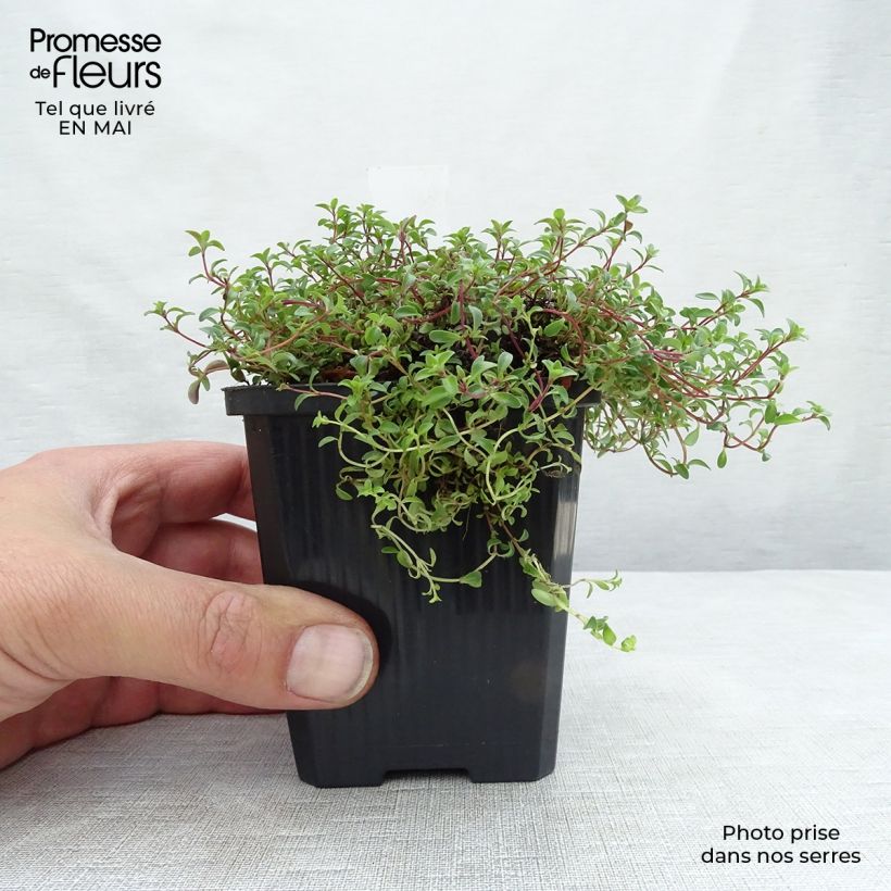 Exemplaar van Thymus praecox Purple Beauty - Kruiptijm Kweekpotje van 8/9 cm zoals geleverd in de lente