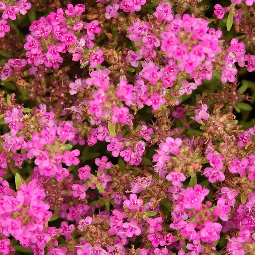 Thymus praecox Purple Beauty - Kruiptijm (Bloei)