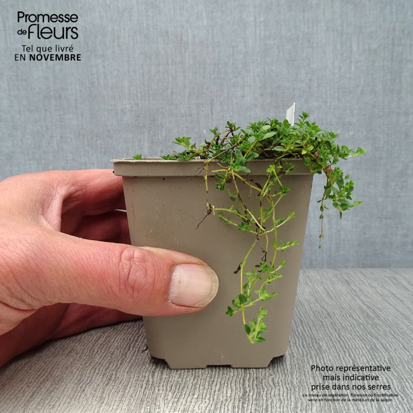 Exemplaar van Thymus praecox Albiflorus - Kruiptijm Kweekpotje van 8/9 cm zoals geleverd in de herfst