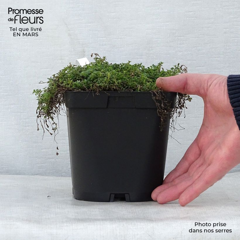 Exemplaar van Thymus praecox Albiflorus - Kruiptijm Pot van 2 l/3 l zoals geleverd in de lente