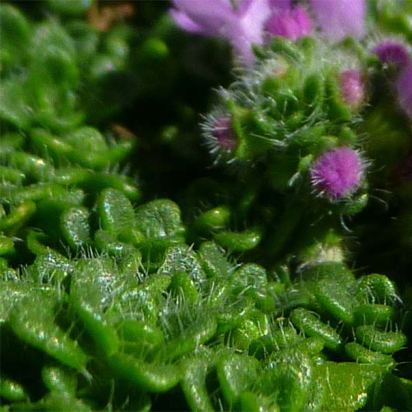 Thymus serpyllum Elfin - Wilde tijm (Foliage)