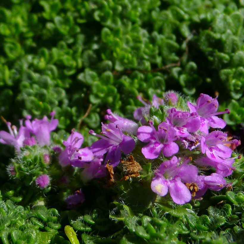Thymus serpyllum Elfin - Wilde tijm (Flowering)