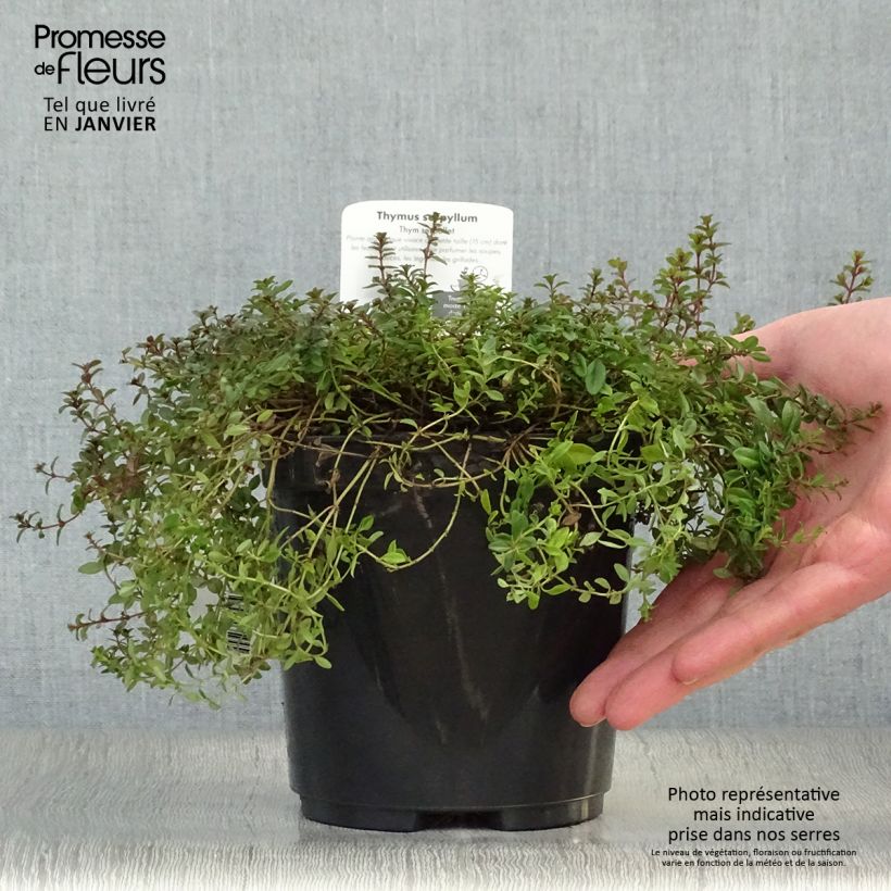 Example of Thymus serpyllum Elfin - Wilde tijm Pot van 2 l/3 l as you get in hiver