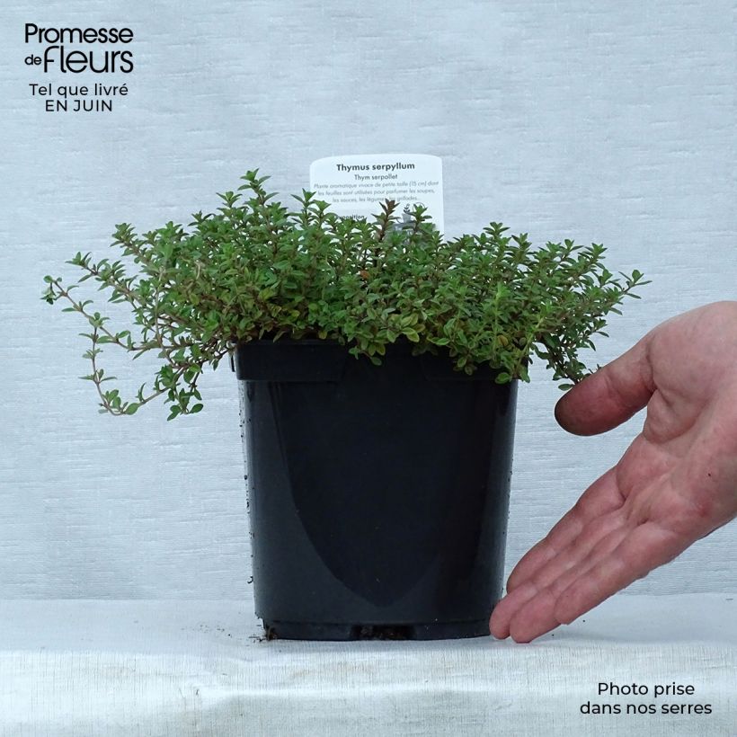 Exemplaar van Thymus serpyllum Elfin - Wilde tijm Pot van 2 l/3 l zoals geleverd in de zomer