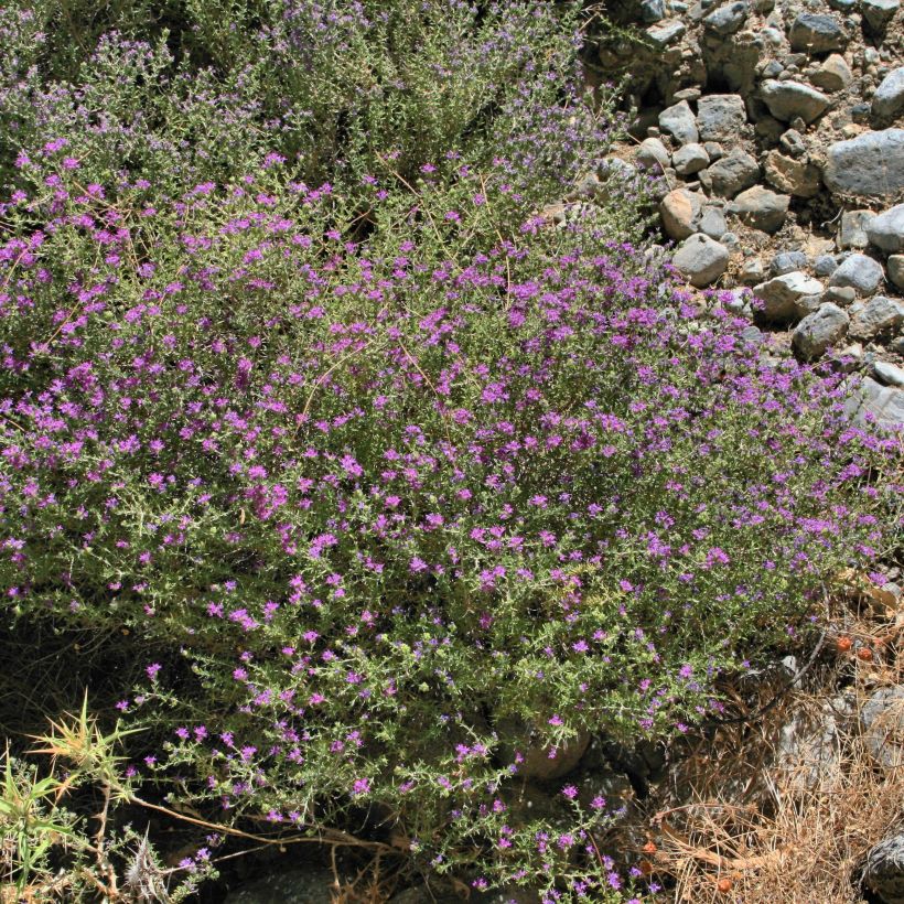 Thymus capitatus - Mediterraanse tijm (Plant habit)