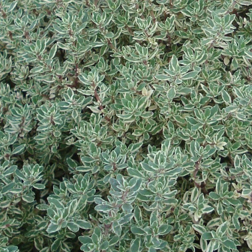 Thymus citriodorus Silver Queen - Citroentijm (Foliage)