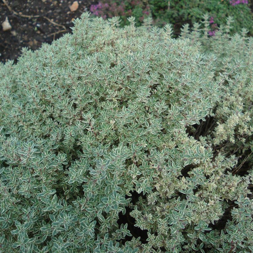 Thymus citriodorus Silver Queen - Citroentijm (Plant habit)