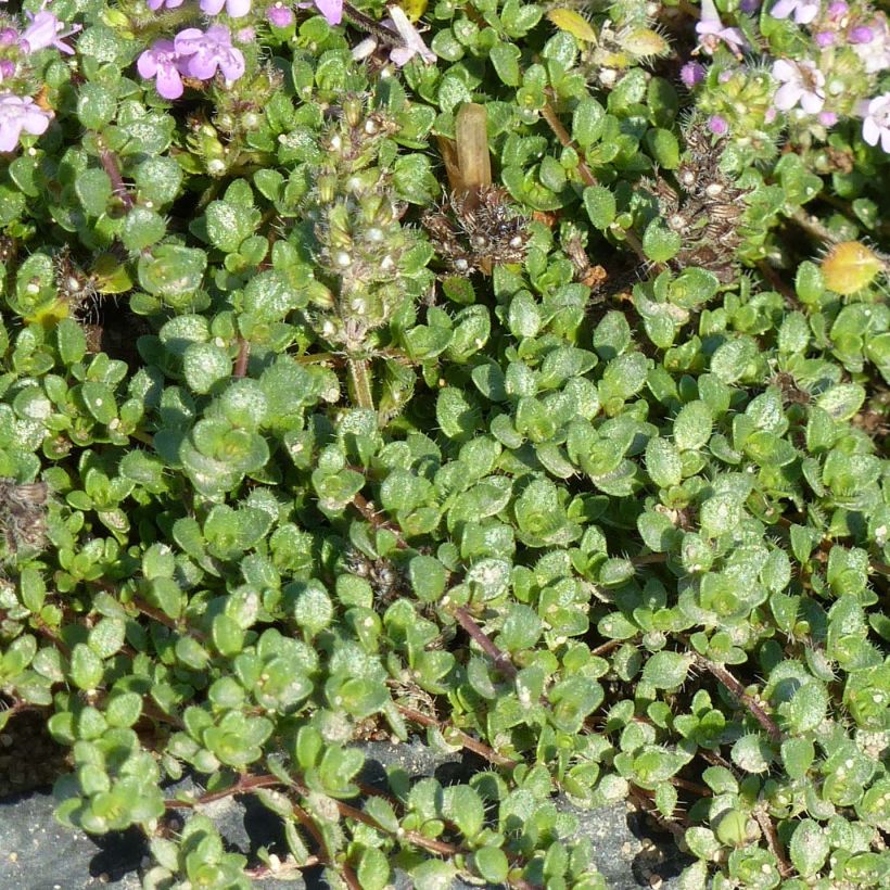 Thymus hirsutus - Behaarde tijm (Foliage)