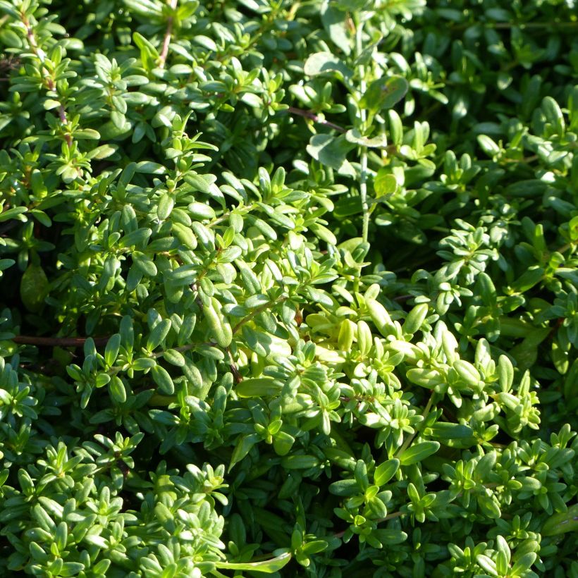 Thymus longicaulis - Kruiptijm (Foliage)