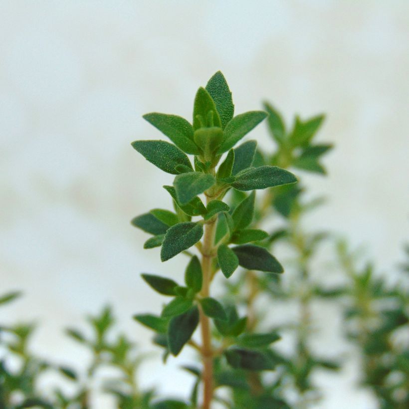 Thymus mastichina - Spaanse tijm (Foliage)