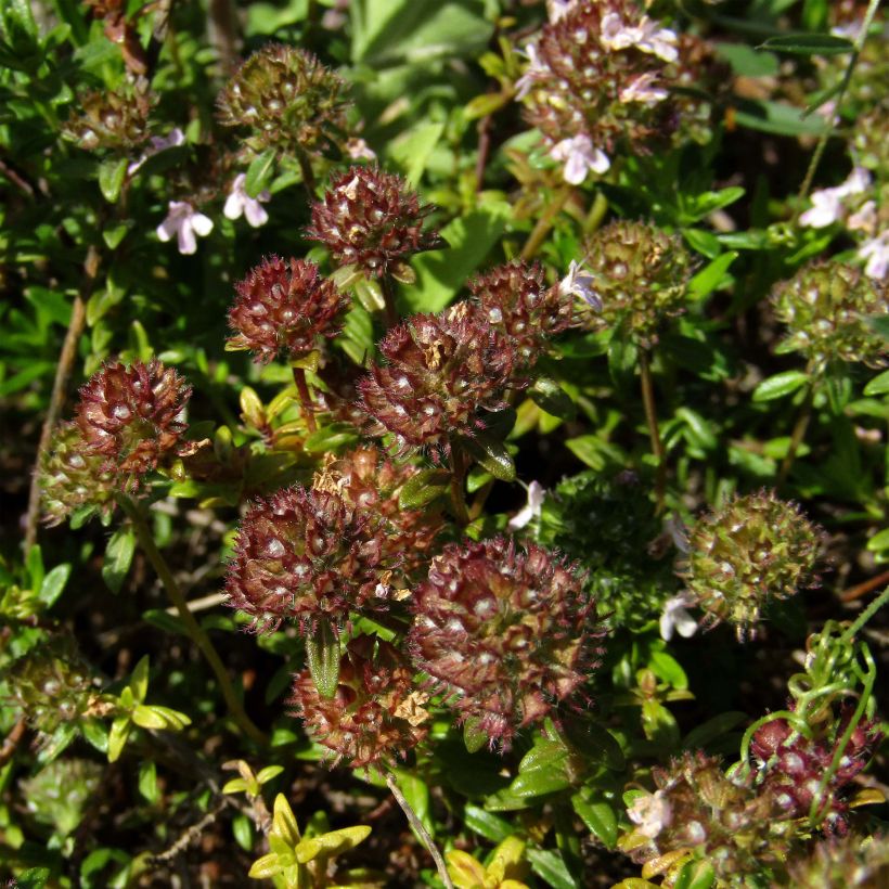 Thymus nitens - Kruiptijm (Bloei)