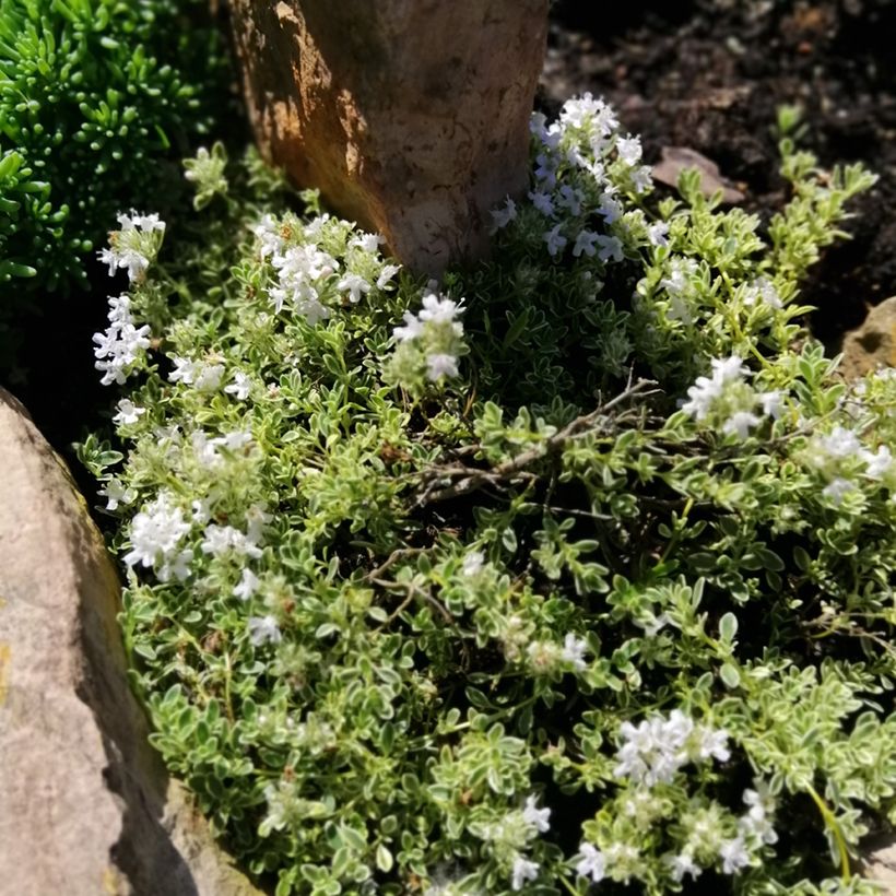 Thymus praecox Highland Cream - Kruiptijm (Groeiplaats)