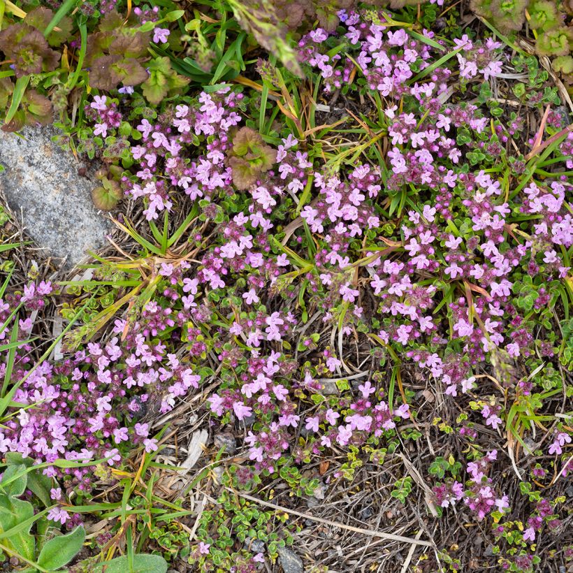 Thymus praecox Minor - Kruiptijm (Groeiplaats)