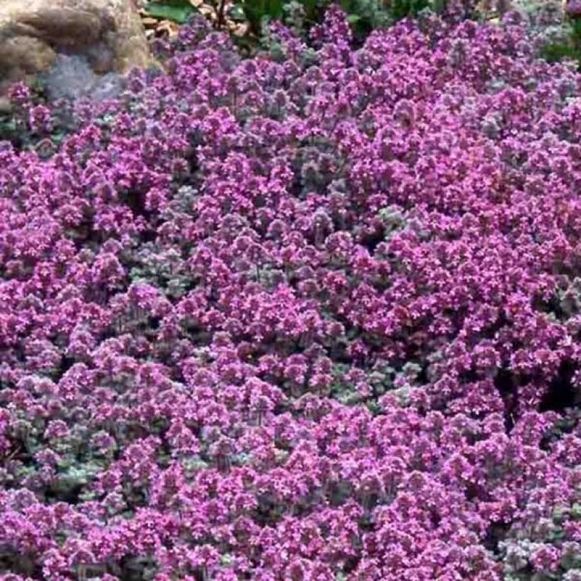 Thymus pseudolanuginosus - Woltijm (Bloei)