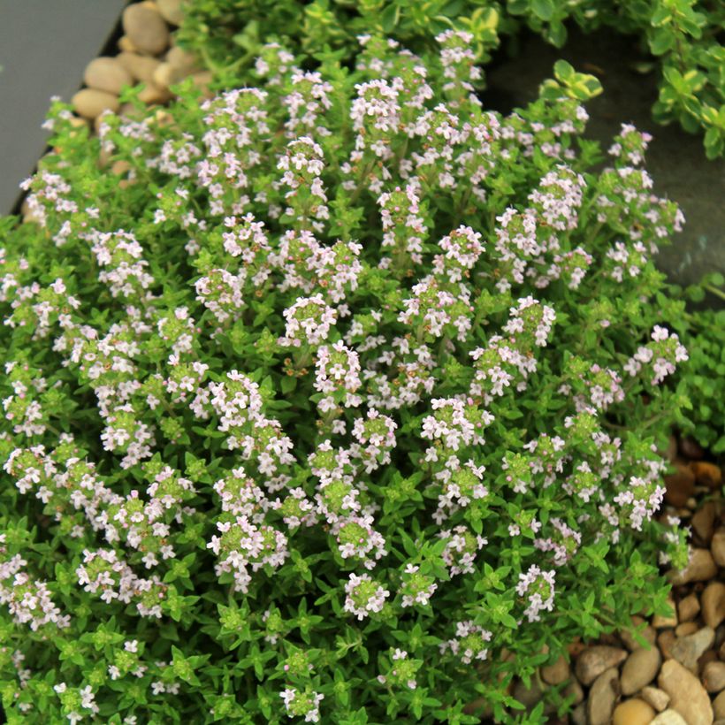 Tijm Compactus BIO - Thymus vulgaris (Groeiplaats)