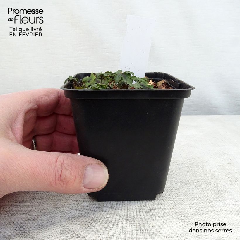 Example of Tiarella Angel Wings - Tiarelle hybride Kweekpotje van 8/9 cm as you get in hiver