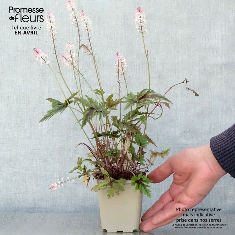 Exemplaar van Tiarella Angel Wings - Schuimbloem Kweekpotje van 8/9 cm zoals geleverd in de lente