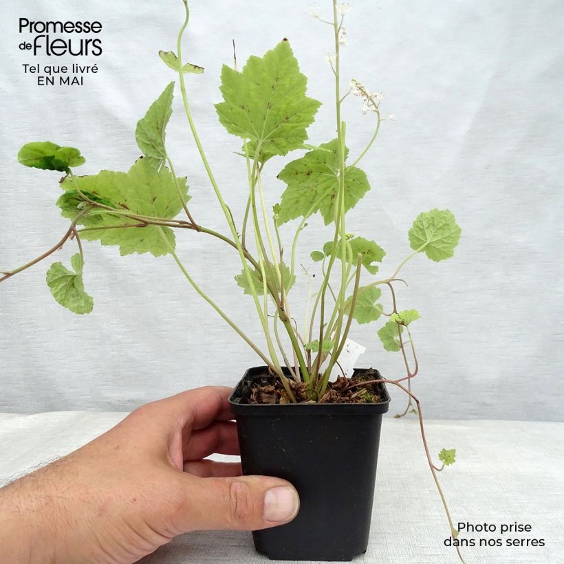 Exemplaar van Tiarella Appalachian Trail - Schuimbloem Kweekpotje van 8/9 cm zoals geleverd in de lente
