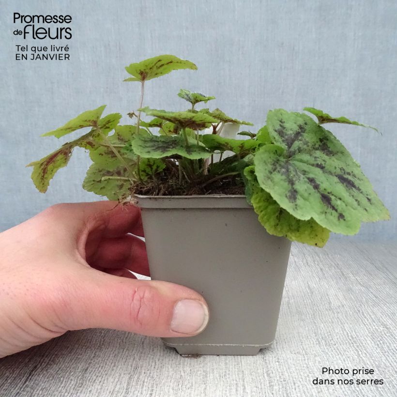 Example of Tiarella Appalachian Trail Kweekpotje van 8/9 cm as you get in hiver