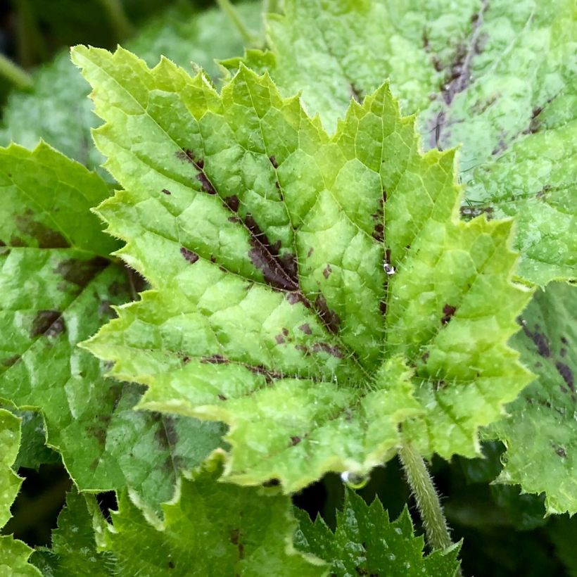 Tiarella Appalachian Trail - Schuimbloem (Foliage)