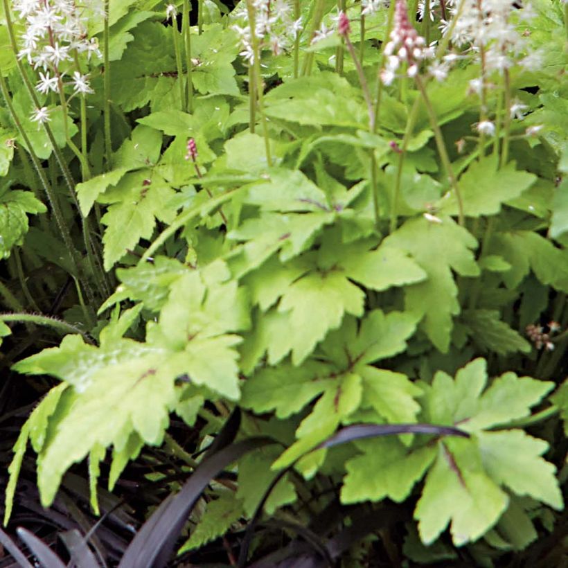 Tiarella Crow Feather - Schuimbloem (Blad)