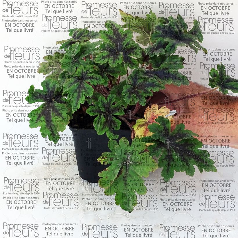 Voorbeeld van een exemplaar van Tiarella Crow Feather - Schuimbloem Kweekpotje van 8/9 cm zoals geleverd