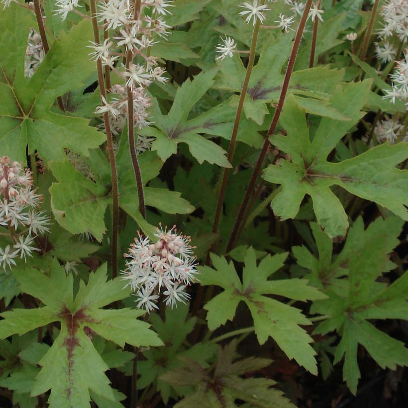Tiarella Pink Skyrocket - Schuimbloem (Foliage)
