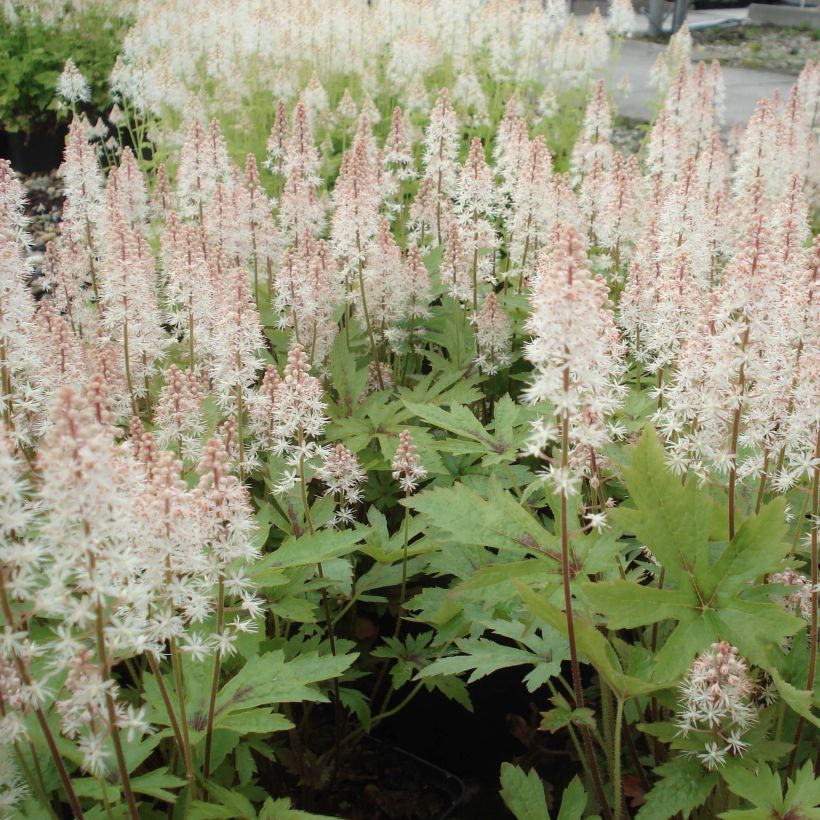 Tiarella Pink Skyrocket - Schuimbloem (Plant habit)