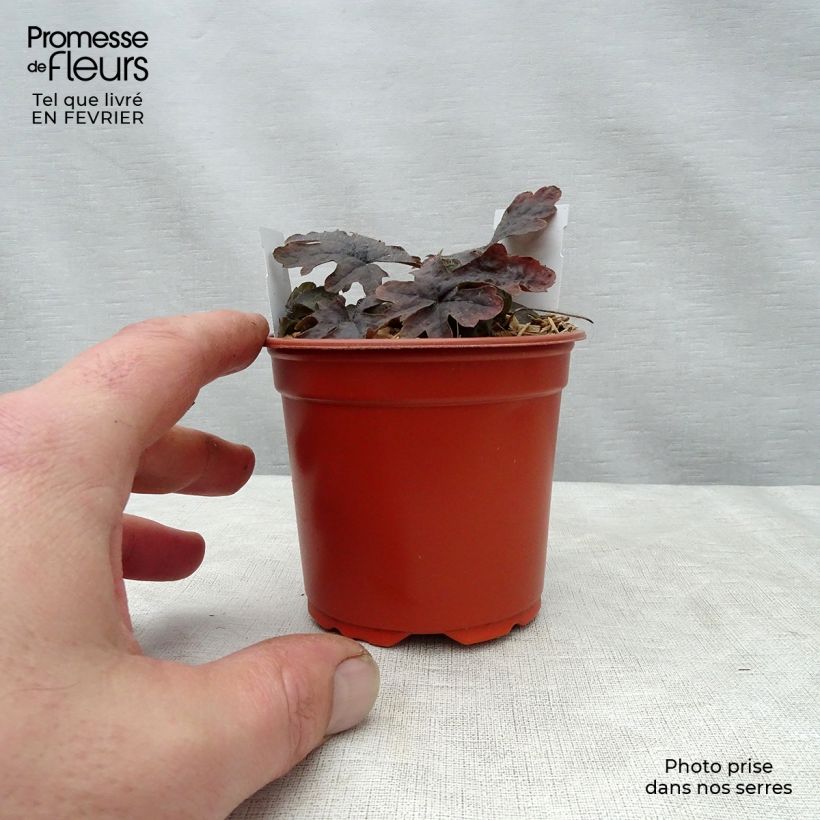 Example of Tiarella Pink Skyrocket - Schuimbloem Kweekpotje van 8/9 cm as you get in hiver