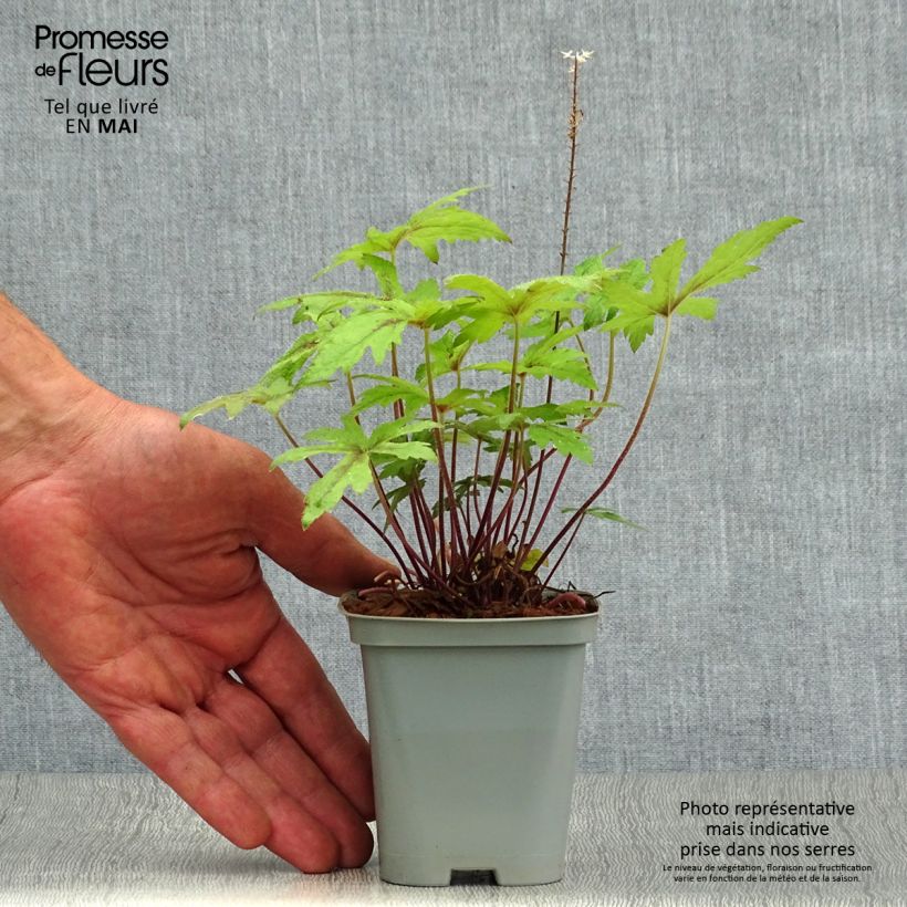 Exemplaar van Tiarella Pink Skyrocket - Schuimbloem Kweekpotje van 8/9 cm zoals geleverd in de lente