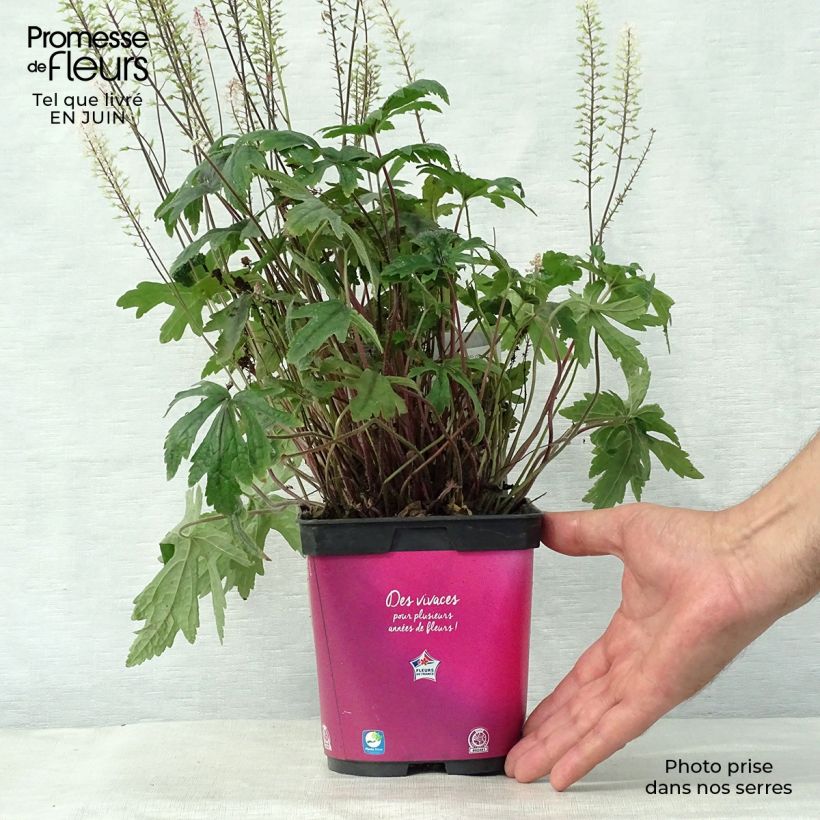 Exemplaar van Tiarella Pink Skyrocket - Schuimbloem Pot van 2 l/3 l zoals geleverd in de zomer