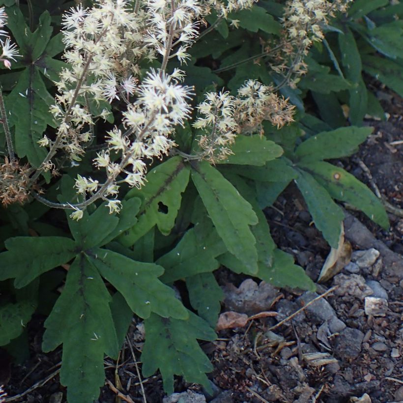 Tiarella Spring Symphony - Schuimbloem (Foliage)