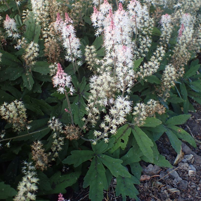 Tiarella Spring Symphony - Schuimbloem (Plant habit)