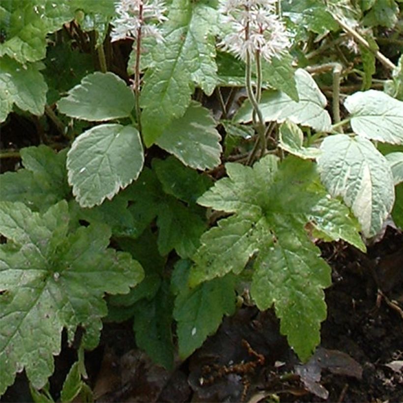 Tiarella cordifolia Pink Brushes - Schuimbloem (Blad)