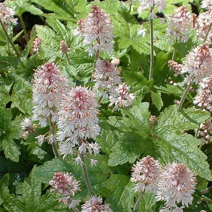 Tiarella cordifolia Pink Brushes - Schuimbloem (Bloei)