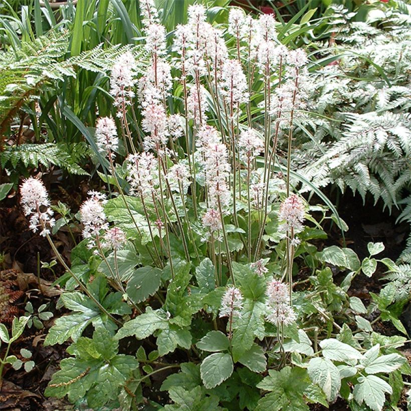Tiarella cordifolia Pink Brushes - Schuimbloem (Groeiplaats)