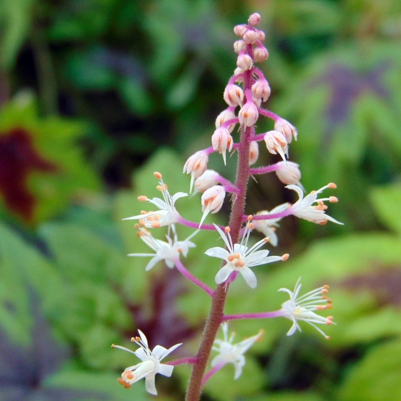 Tiarella Sugar and Spice - Schuimbloem (Flowering)